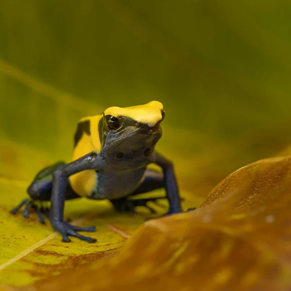 Endangered Yellow Poisoned Dart Frog Sitting Rock Bokeh Background — Zdjęcie stockowe
