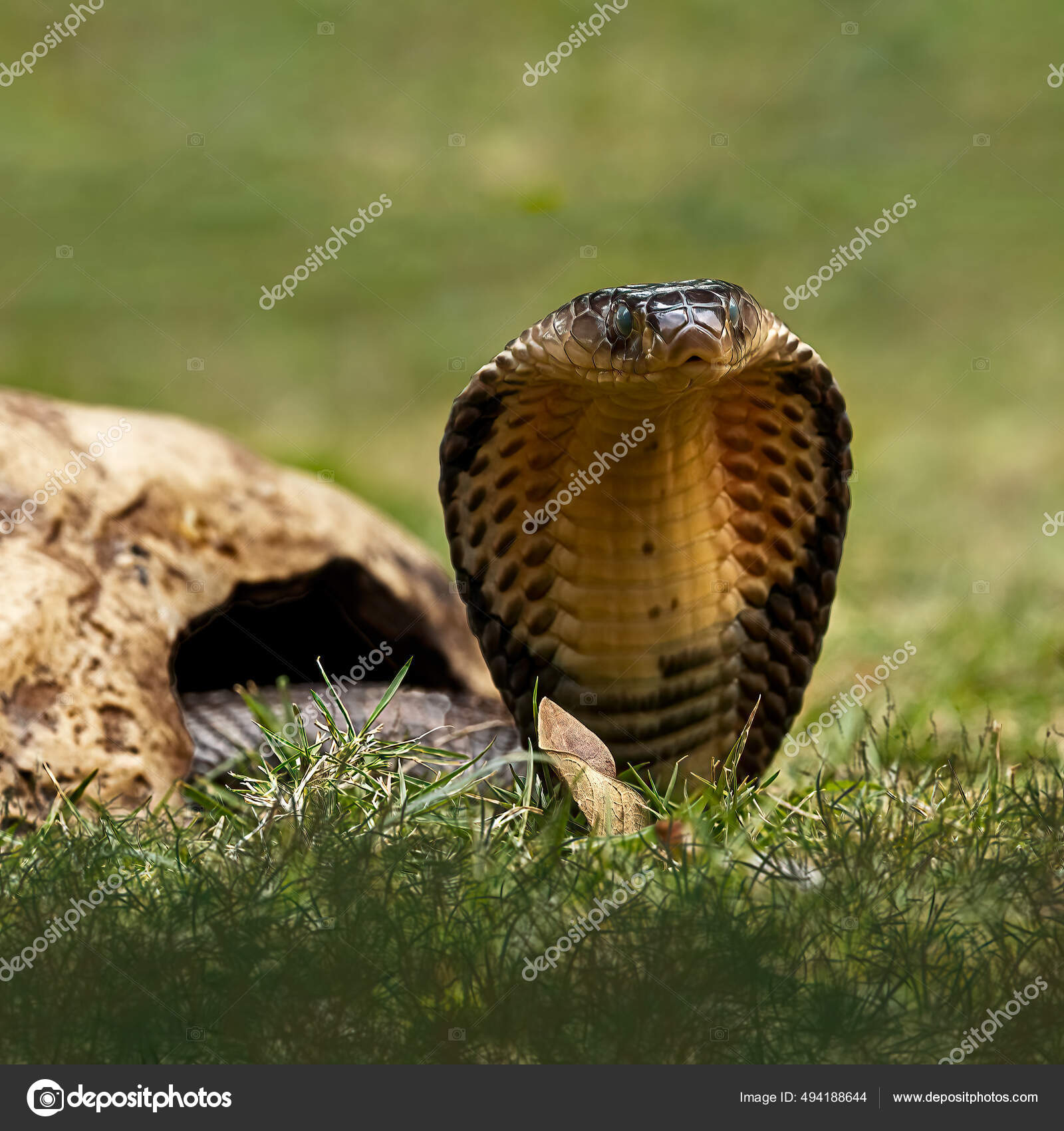 Dangerous Brown King Cobra Ready Strike His Prey Stock Photo by