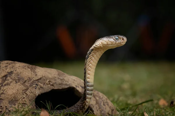 Rei Castanho Perigoso Cobra Está Pronto Para Atacar Sua Presa — Fotografia de Stock