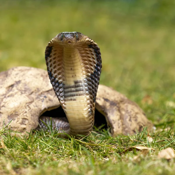 Rei Castanho Perigoso Cobra Está Pronto Para Atacar Sua Presa — Fotografia de Stock