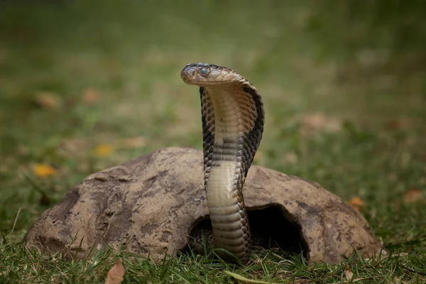 Rei Castanho Perigoso Cobra Está Pronto Para Atacar Sua Presa — Fotografia de Stock
