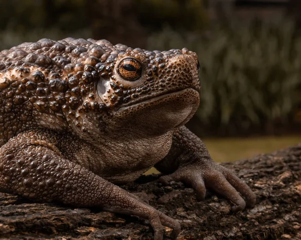 Ugly big brown bull frog ready to catch a cricket as his meal