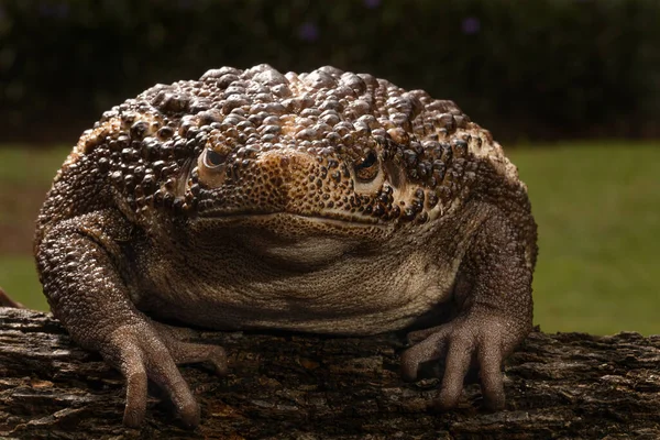 Ugly Big Brown Bull Frog Ready Catch Cricket His Meal — Stock Photo, Image