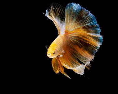 Beta balığının Güzel Rengi 'nin yakın plan fotoğrafı 