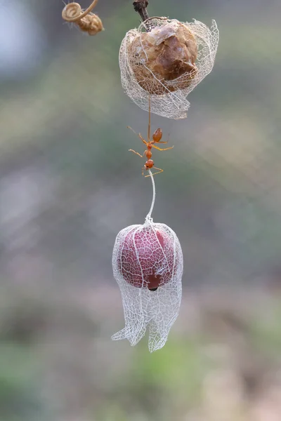 Brave Ant Strong Enough Carry Red Big Fruit — Stock Photo, Image