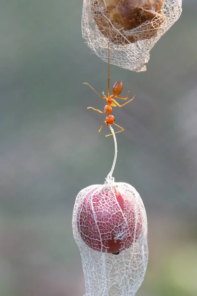 Mighty Ant Carrying Red Fruit — Stock Photo, Image