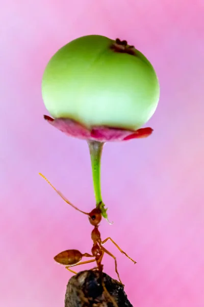 Strong Antfire Lift Big Green Corn Bokeh Background — Stock Photo, Image