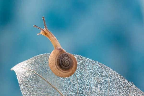 Niedliche Schnecke Kriecht Auf Weißem Trockenlaub Mit Bokeh Hintergrund — Stockfoto