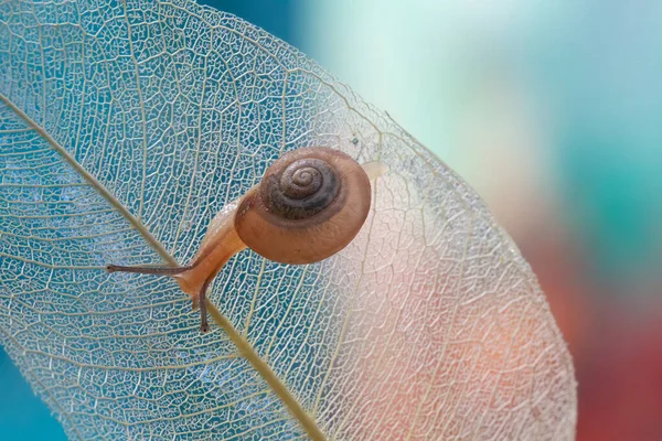 Niedliche Schnecke Kriecht Auf Weißem Trockenlaub Mit Bokeh Hintergrund — Stockfoto