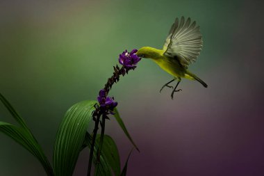 Yellow Colibri Hovering into the flower with colorful bokeh background