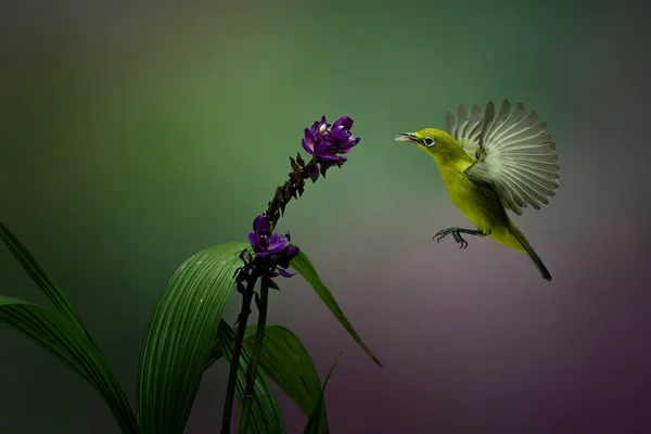 Yellow Colibri Hovering Flower Colorful Bokeh Background — Fotografia de Stock