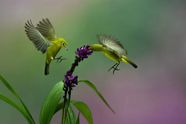 Gelber Colibri Schwebt Die Blume Mit Buntem Bokeh Hintergrund — Stockfoto