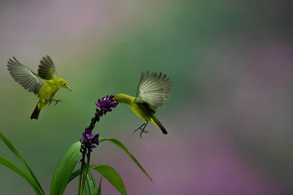 黄色的Colibri悬浮在五彩缤纷的背景下的花朵中 — 图库照片