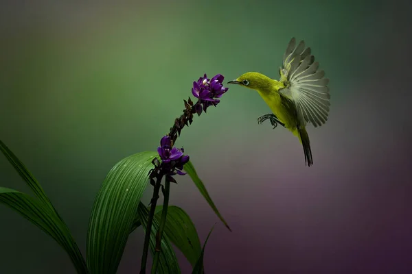 Yellow Colibri Hovering Flower Colorful Bokeh Background — Fotografia de Stock