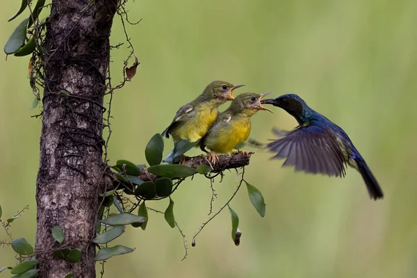 Фотографія Yellow Sunbird Colibri Hover Fly Годування Своїх Пташенят — стокове фото