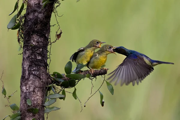 Фотографія Yellow Sunbird Colibri Hover Fly Годування Своїх Пташенят — стокове фото