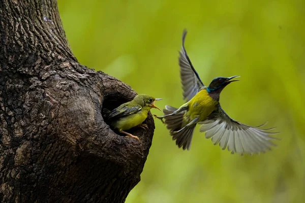 Close Zdjęcie Żółtego Sunbird Colibri Latać Karmić Ich Pisklę — Zdjęcie stockowe