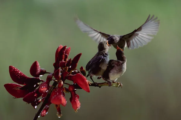 오렌지 태양새 Colibri Hover Fly 암컷에게 아름다운 배경을 제공하기 날으는 — 스톡 사진