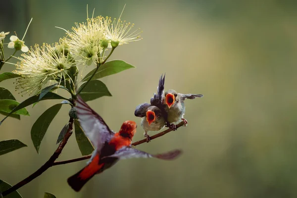 Foto Vicino Yellow Orange Sunbird Colibri Hover Fly Nutrire Loro — Foto Stock