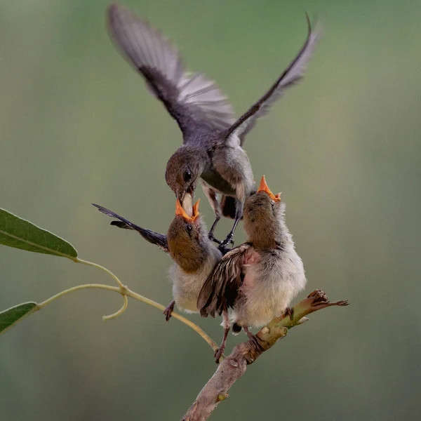 Close Zdjęcie Żółtego Pomarańczowego Sunbird Colibri Latać Karmić Ich Pisklę — Zdjęcie stockowe