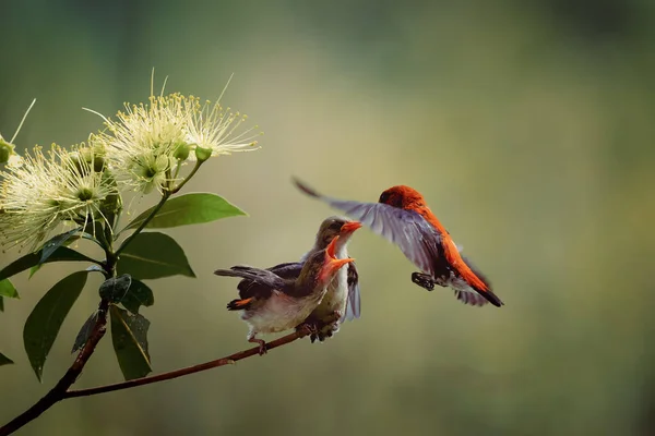 Фото Жовтого Оранжевого Птаха Колібрі Англ Colibri Hover Fly Щоб — стокове фото