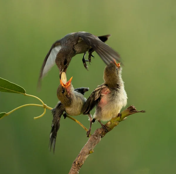 Фото Жовтого Оранжевого Птаха Колібрі Англ Colibri Hover Fly Щоб — стокове фото