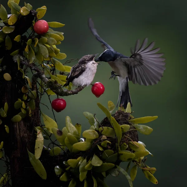 Фотографія Blue Black Sunbird Colibri Hover Fly Щоб Нагодувати Своє — стокове фото