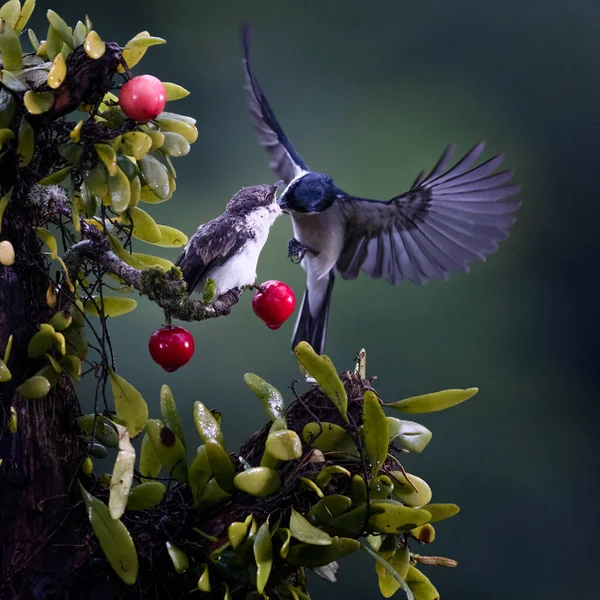 Close Foto Blue Black Sunbird Colibri Pairar Fly Para Alimentar — Fotografia de Stock