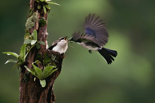 Close Foto Blue Black Sunbird Colibri Pairar Fly Para Alimentar — Fotografia de Stock