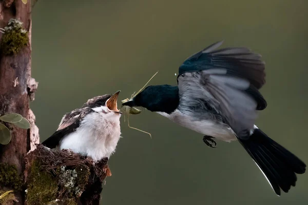 Фотографія Blue Black Sunbird Colibri Hover Fly Щоб Нагодувати Своє — стокове фото