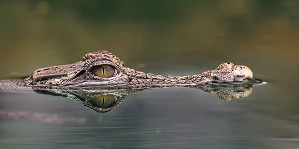 Свіжа Вода Крокодил Природний Хижак Який Плаває Річці Просто Ловить — стокове фото