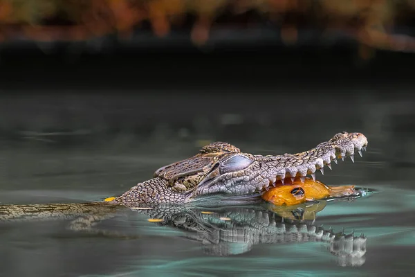 Fresh Water Crocodile Natural Predator Swim River Just Catch Fish — Stock Photo, Image