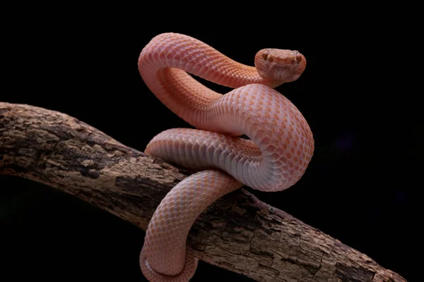 Serpiente Víbora Roja Venenosa Como Depredador Natural Listo Para Atacar —  Fotos de Stock