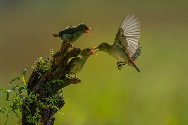 Фотографія Жовтого Sunbird Colibri Hover Fly Щоб Нагодувати Своє Пташеня — стокове фото