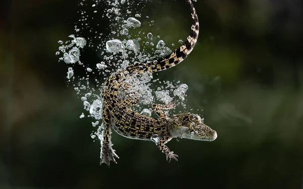 一条小鳄鱼跳进池塘里打它的猎物 — 图库照片