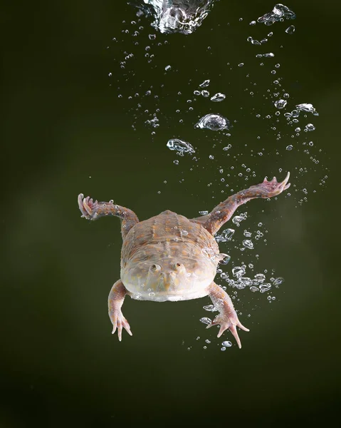 かわいいカエル水の池に飛び込む — ストック写真