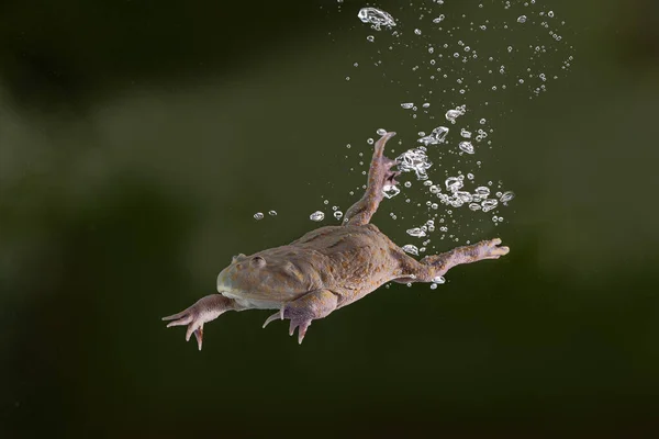 Niedlicher Frosch Springt Den Teich — Stockfoto