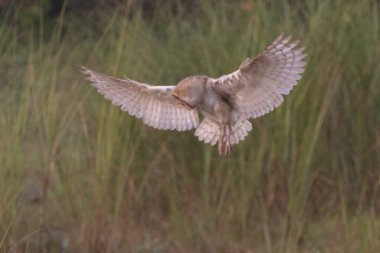 Ahır Baykuşları avlarını yakalamak için sessizce uçar. Baykuşlar doğal bir etobur yırtıcılardır..