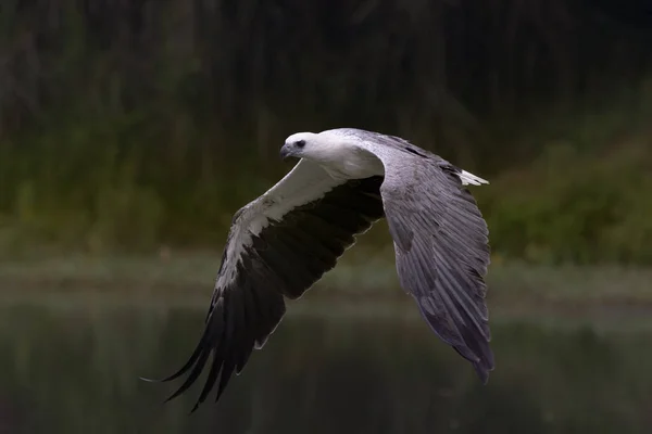 Águila Blanca Volando Para Golpear Pez Como Presa Águila Depredador — Foto de Stock