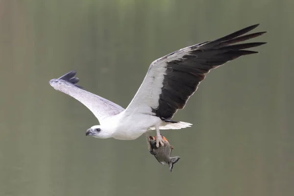 Weißer Adler Fliegt Einen Fisch Als Beute Schlagen Adler Ist — Stockfoto