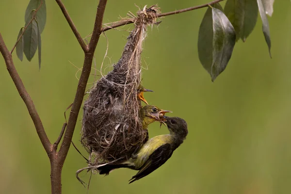 Gelber Sonnenvogel Füttert Gerade Sein Küken Hellen Morgen Mit Bokeh — Stockfoto