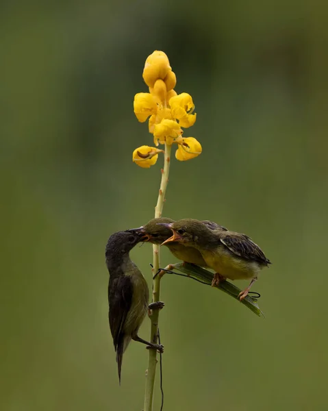 Amarelo Sunbird Apenas Alimentando Sua Garota Manhã Brilhante Com Fundo — Fotografia de Stock