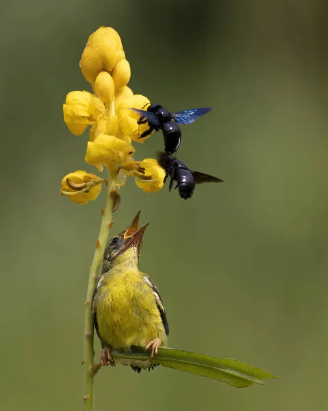 Amarelo Sunbird Apenas Alimentando Sua Garota Manhã Brilhante Com Fundo — Fotografia de Stock