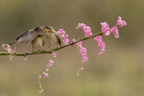 Sunbird Jaune Juste Nourrir Son Poussin Dans Matinée Brillante Avec — Photo