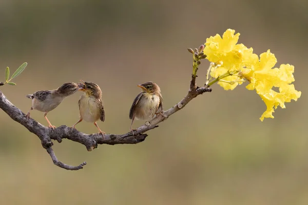 Gelber Sonnenvogel Füttert Gerade Sein Küken Hellen Morgen Mit Bokeh — Stockfoto