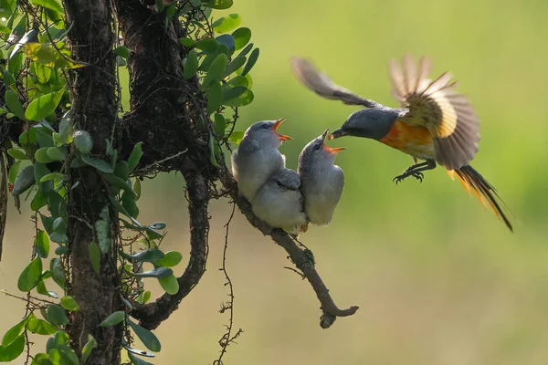 Pássaro Bonito Pairando Para Alimentar Seu Pinto Manhã Brilhante Com — Fotografia de Stock