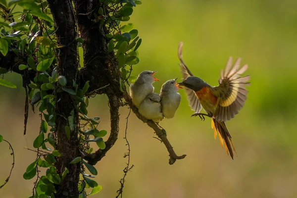 Pássaro Bonito Pairando Para Alimentar Seu Pinto Manhã Brilhante Com — Fotografia de Stock