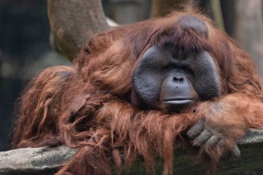 Büyük Maymunlar ya da turuncu saçlı Orang Utan çocuğuyla oynuyor..
