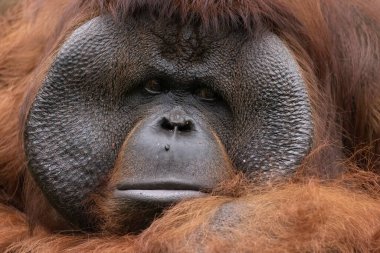 Büyük Maymunlar ya da turuncu saçlı Orang Utan çocuğuyla oynuyor..