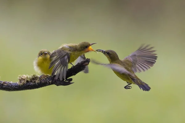 Жовтий Птах Колібрі Годує Пташеня Сидить Квітках — стокове фото